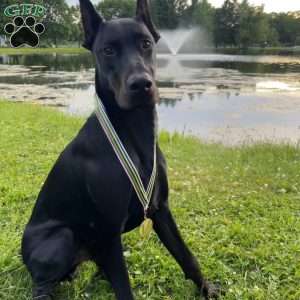 SKIPPER, Doberman Pinscher Puppy